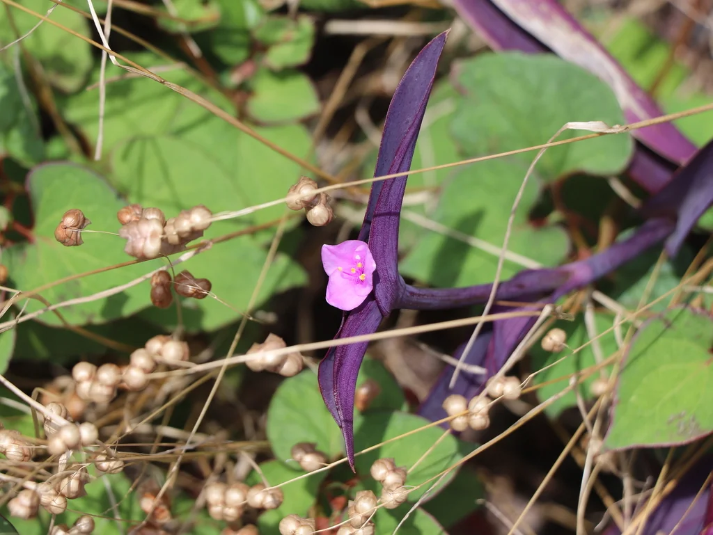 Tradescantia pallida
