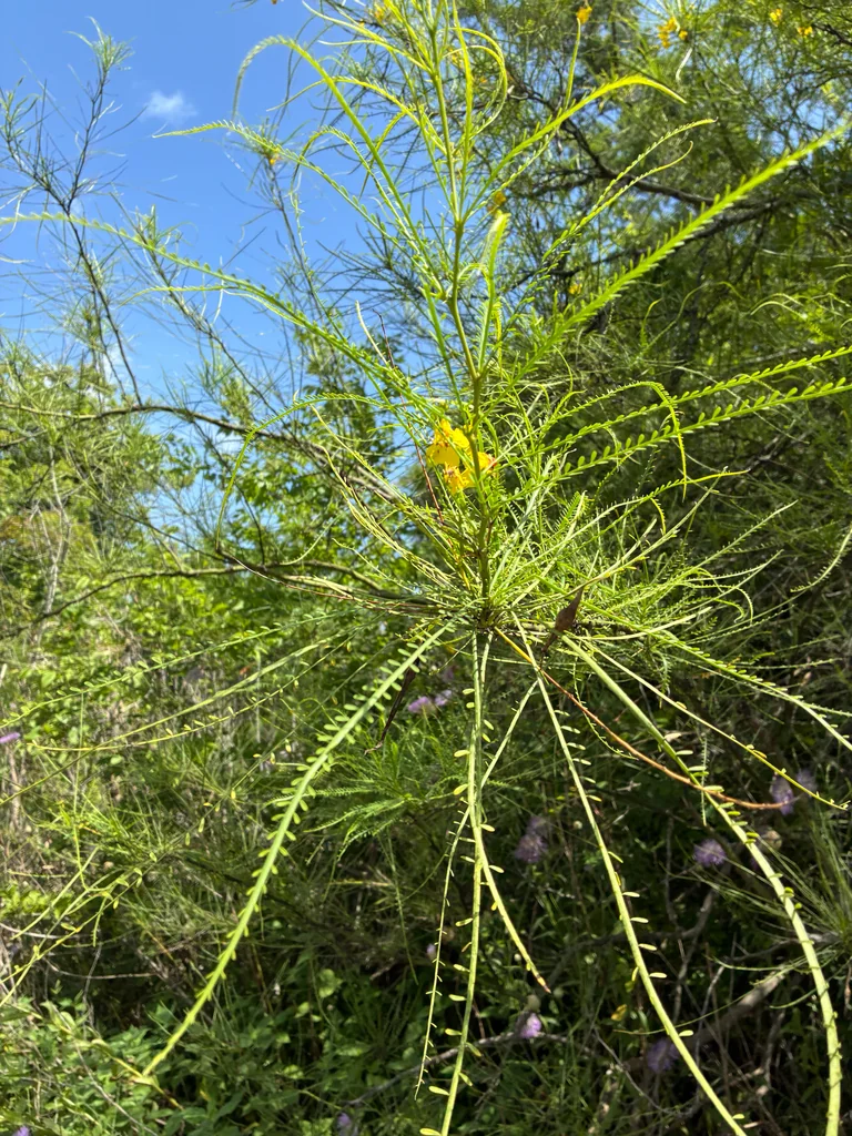 Parkinsonia Aculeata