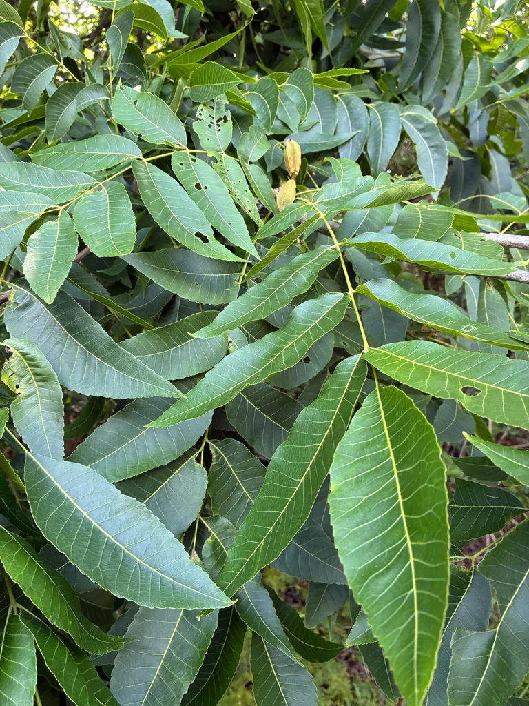Carya illinoinensis