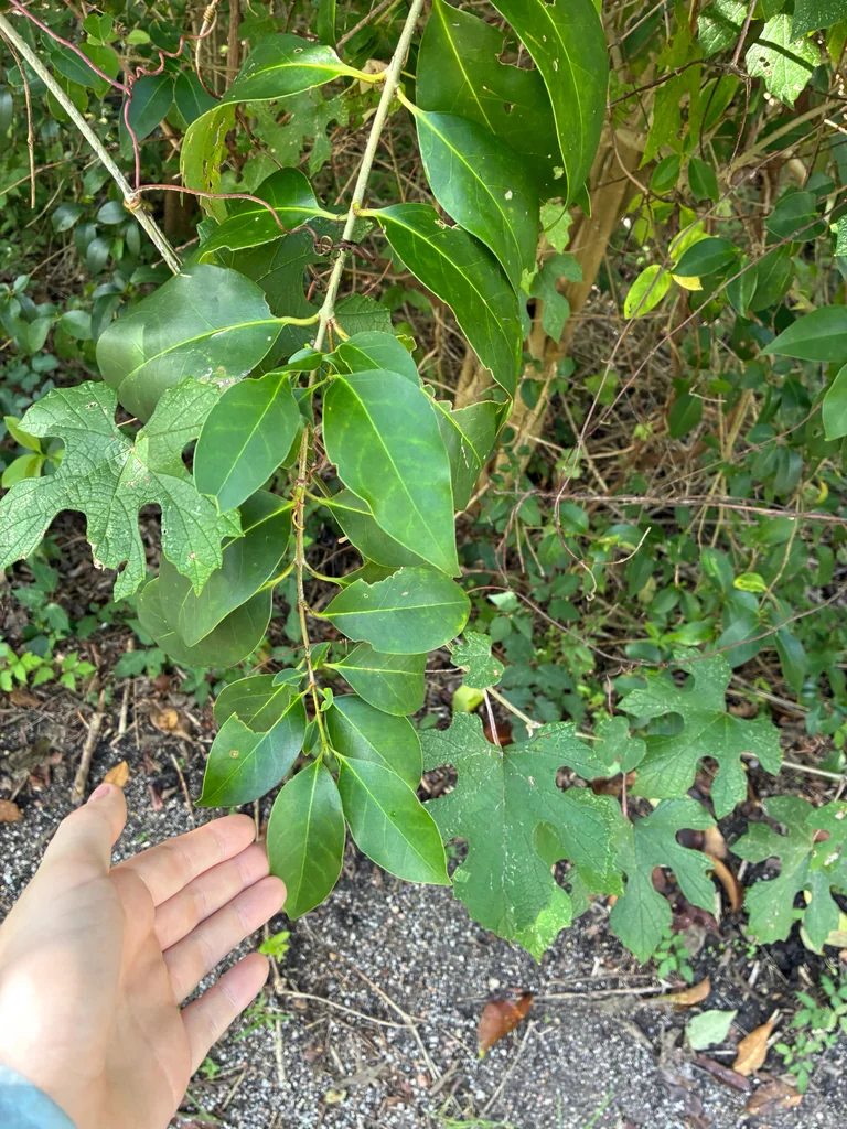 Ligustrum Lucidum