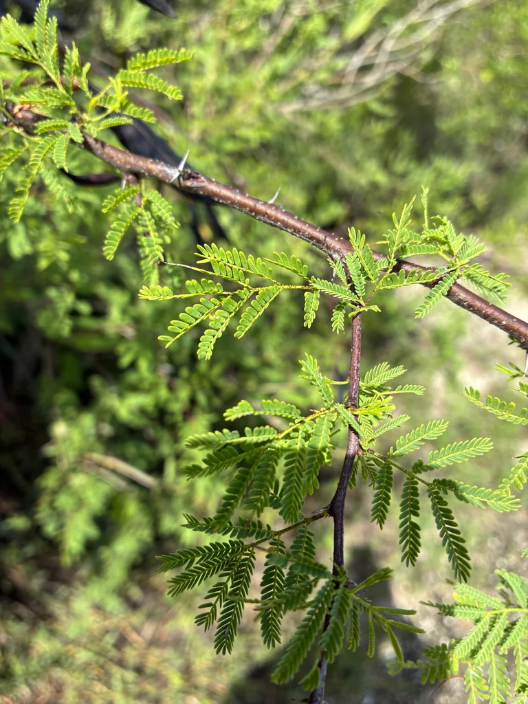 Acacia Farnesiana