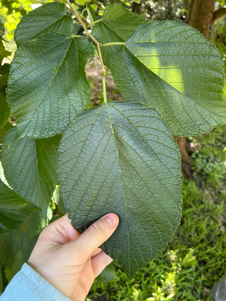 Morus Rubra