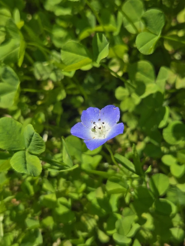 Nemophila Menziesii