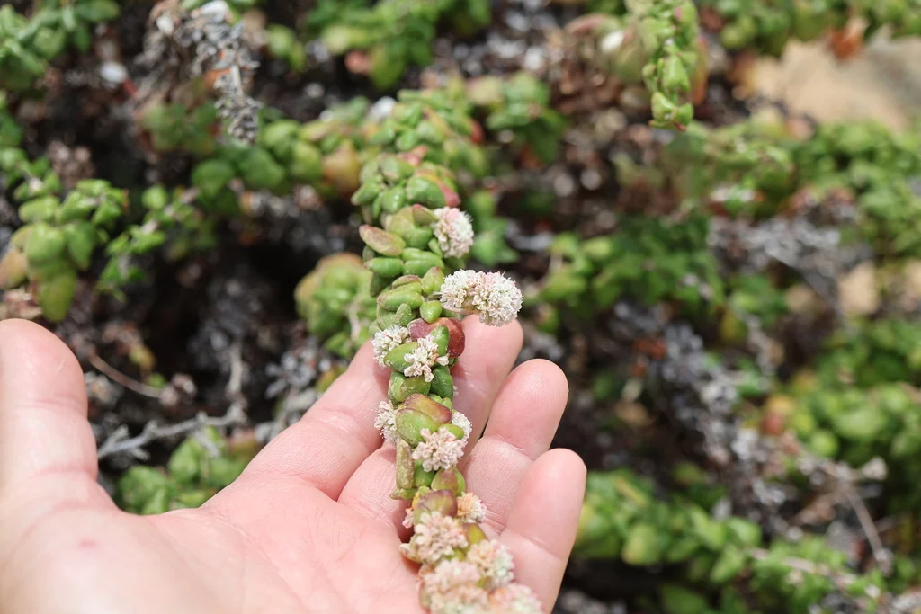 Eriogonum parvifolium