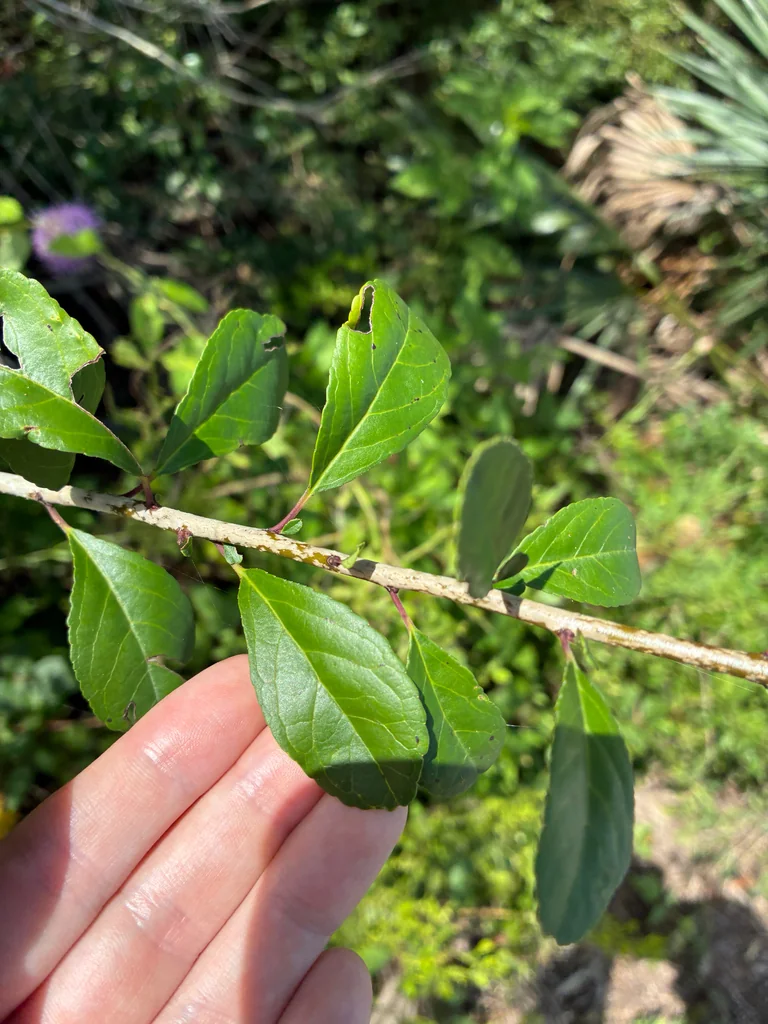 Ilex Decidua