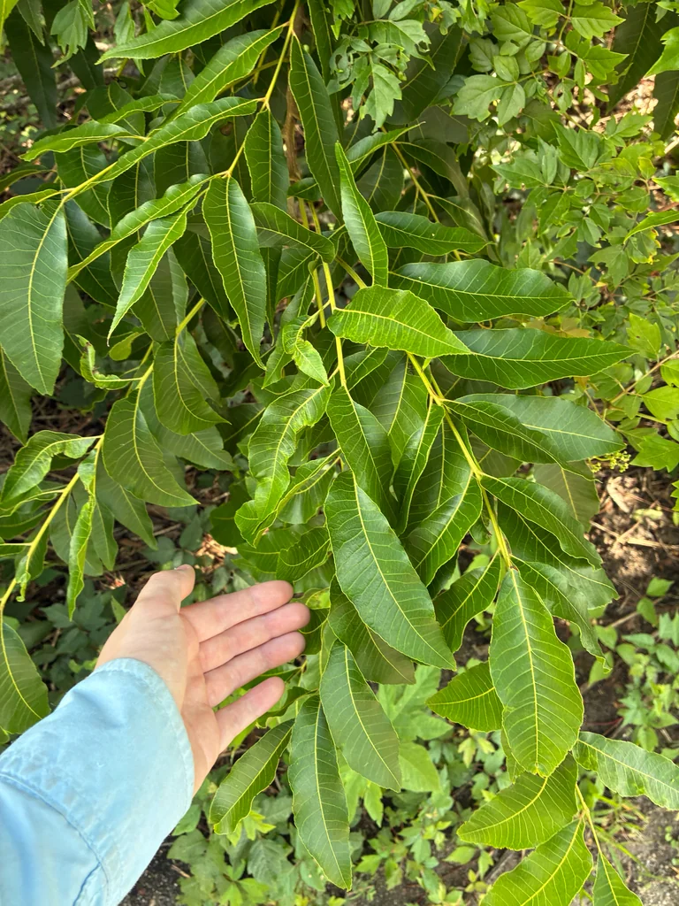 Carya illinoinensis