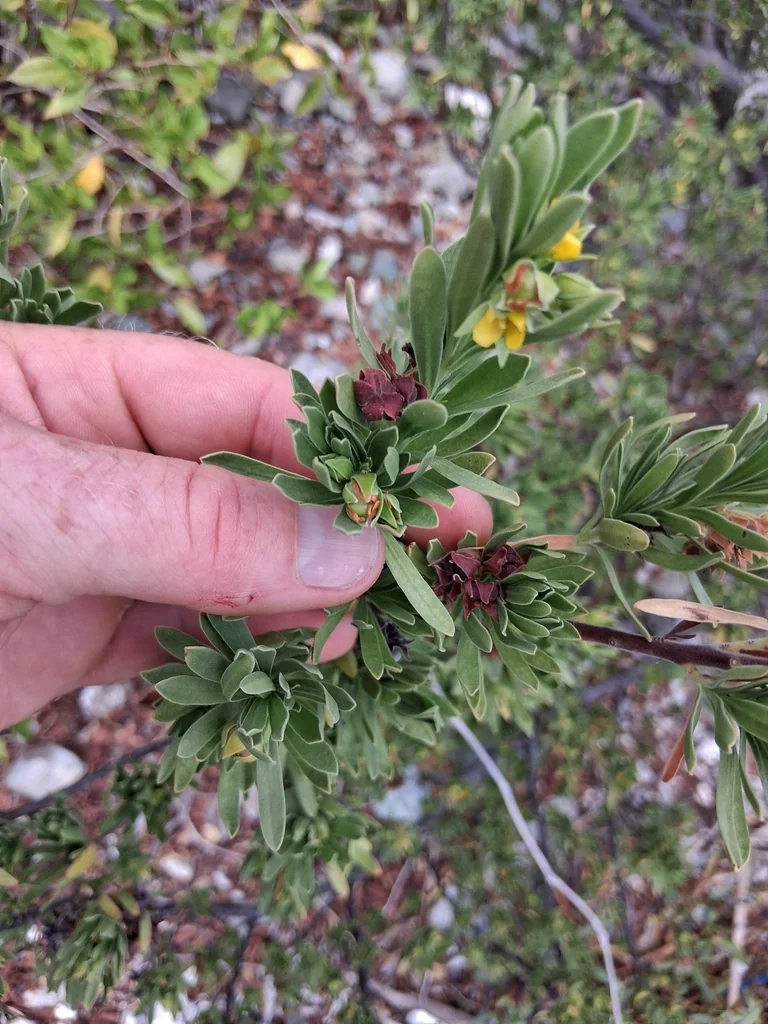 Suriana Maritima