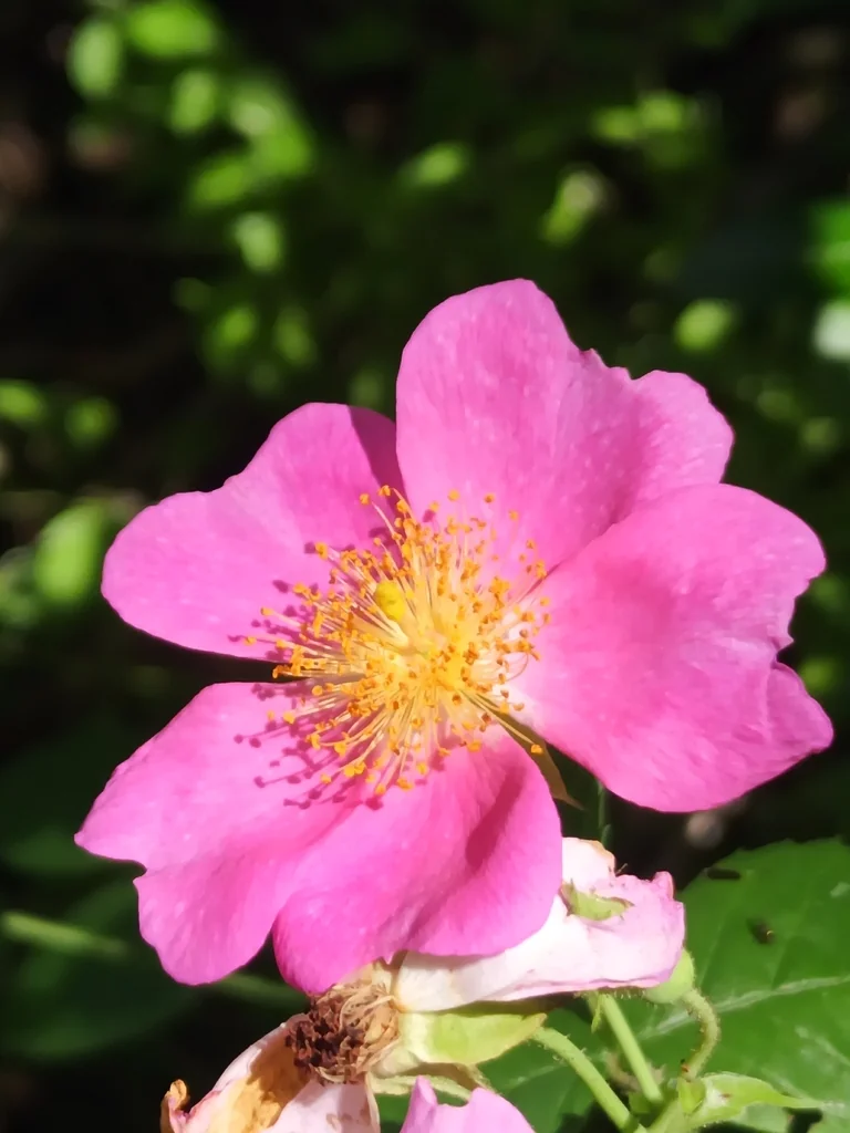 Rosa Setigera