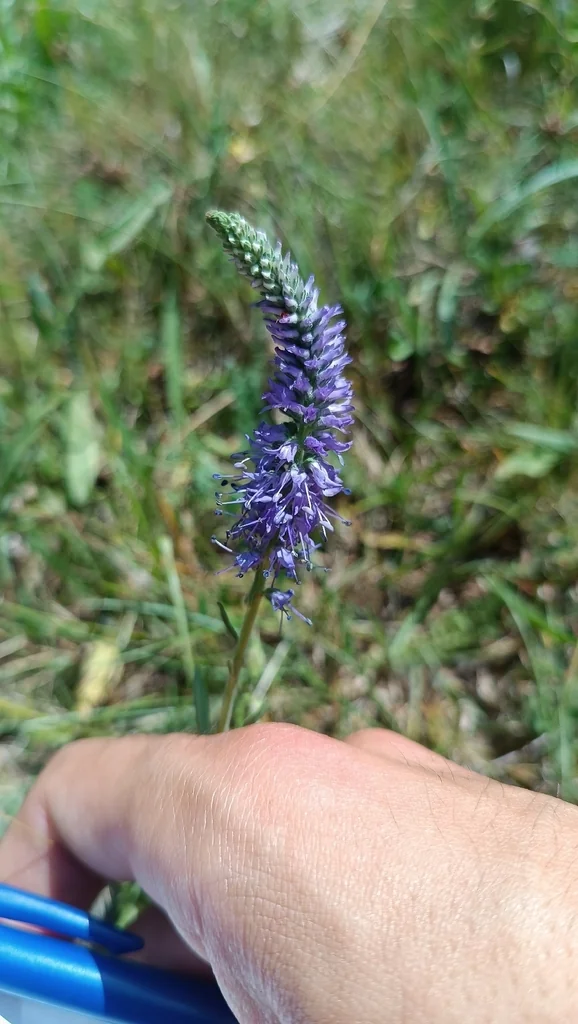 Veronica Spicata