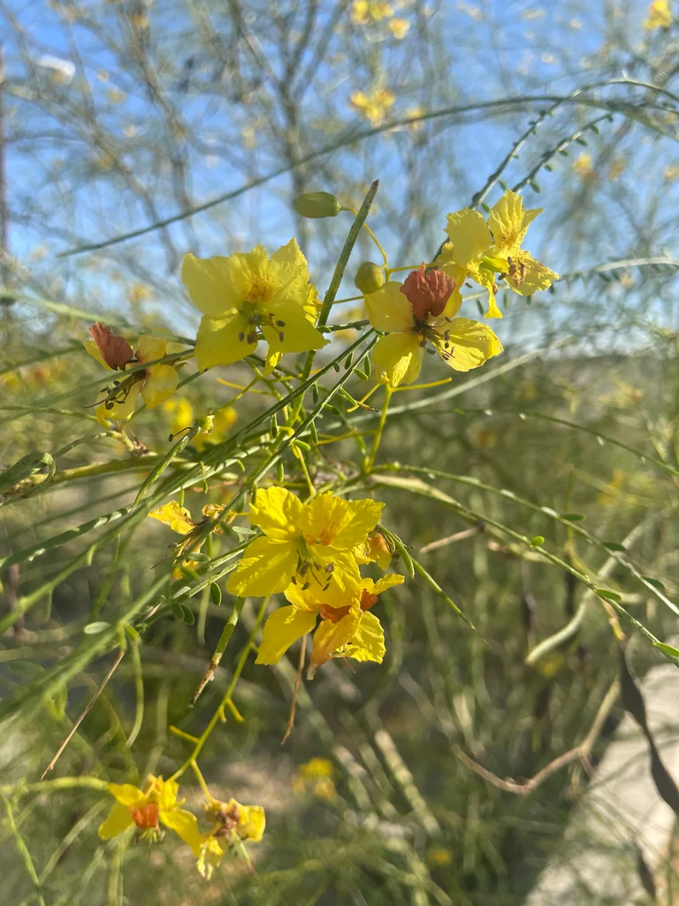 Parkinsonia Aculeata