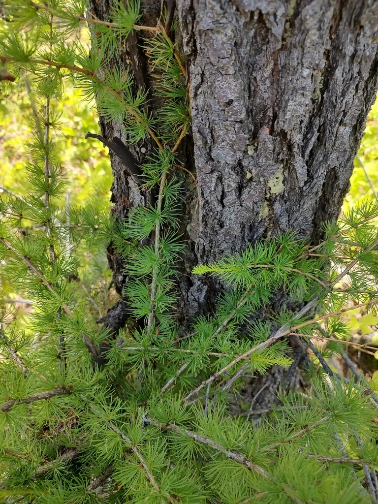 Larix Occidentalis