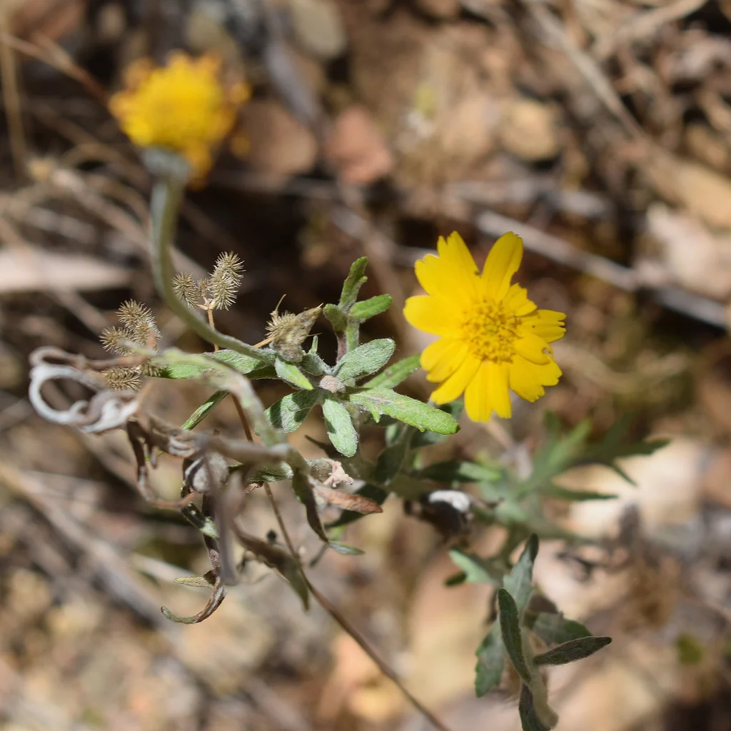 Eriophyllum Lanatum