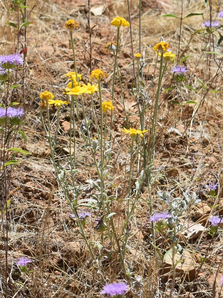 Eriophyllum Lanatum