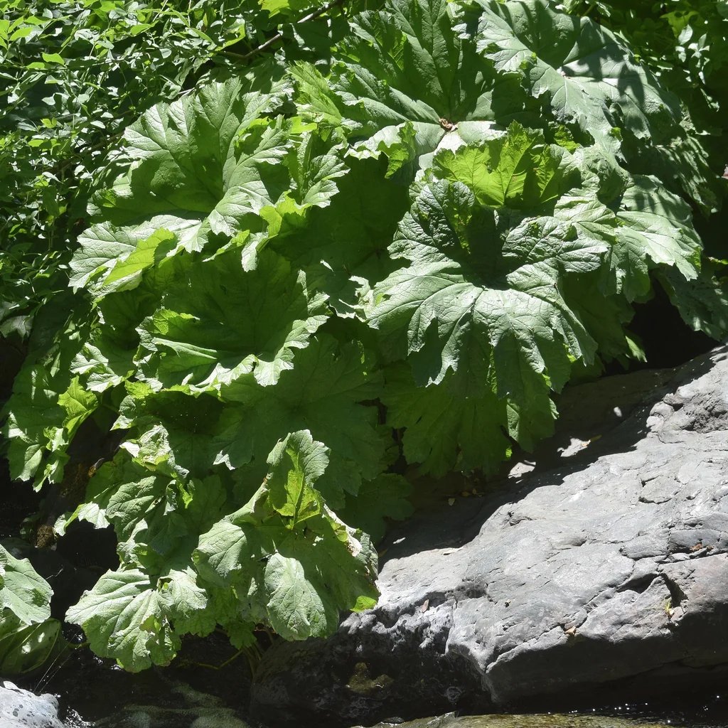 Darmera Peltata