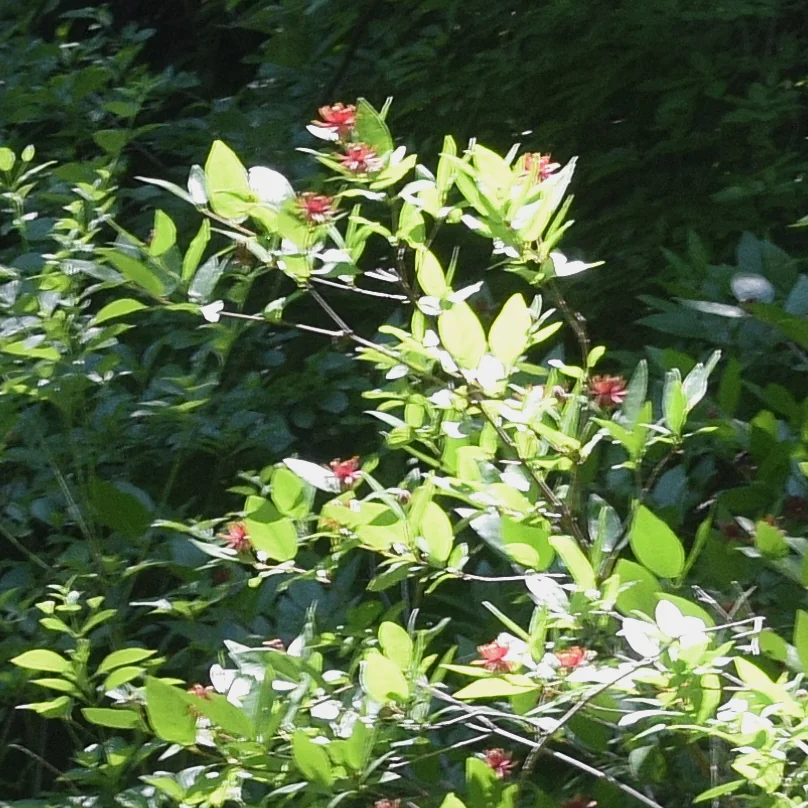 Calycanthus Occidentalis