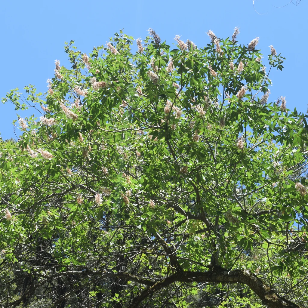 Aesculus Californica