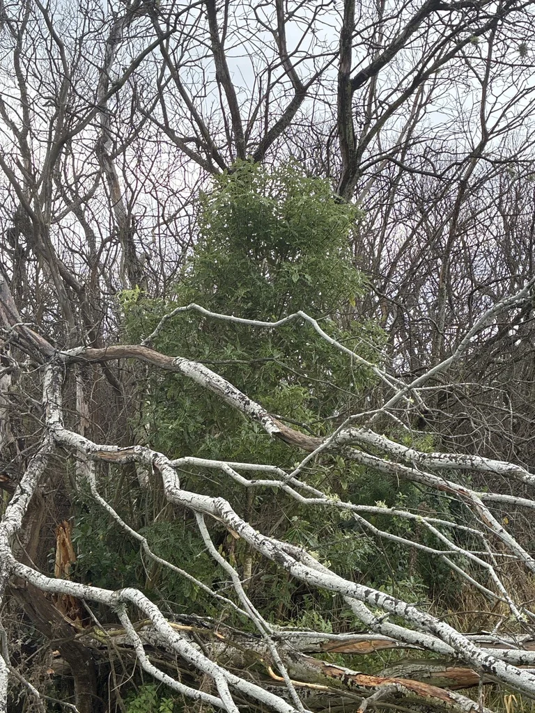 Pittosporum Eugenioides