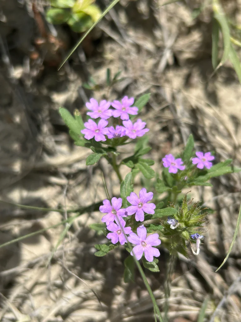 Glandularia Bipinnatifida