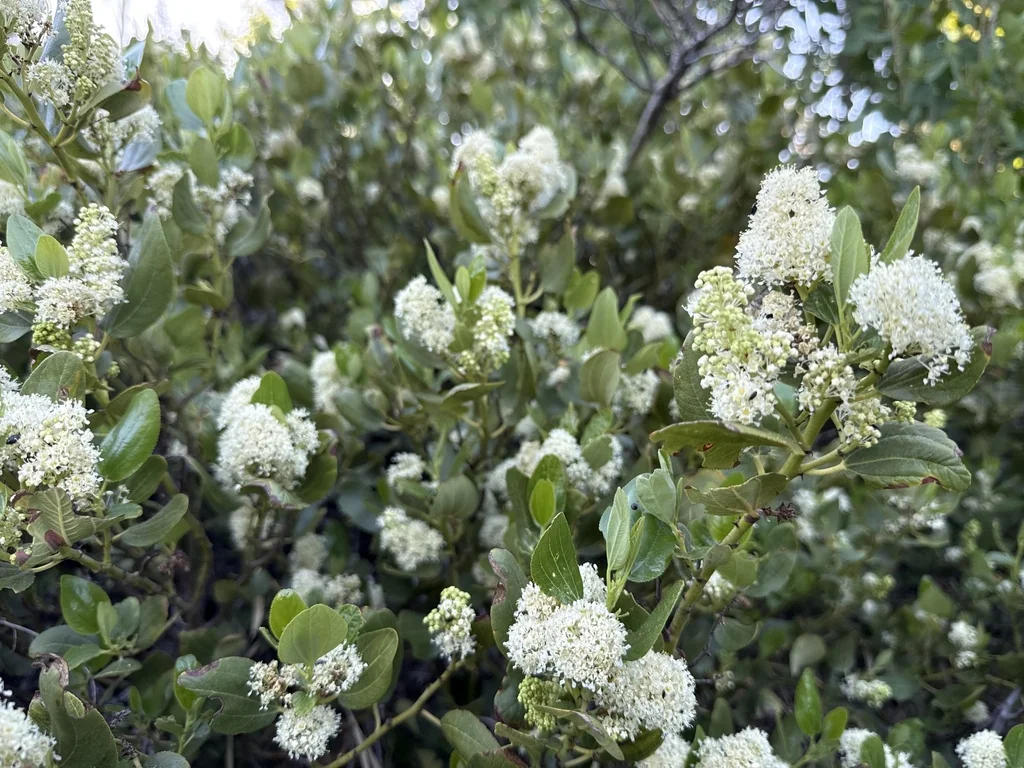 Ceanothus Velutinus
