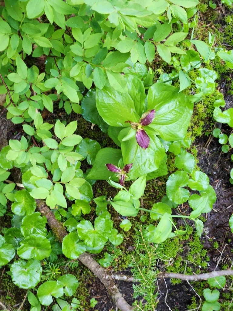 Trillium Ovatum