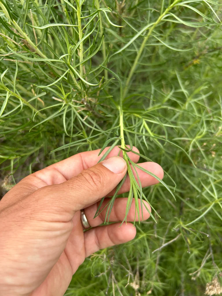 Artemisia Dracunculus