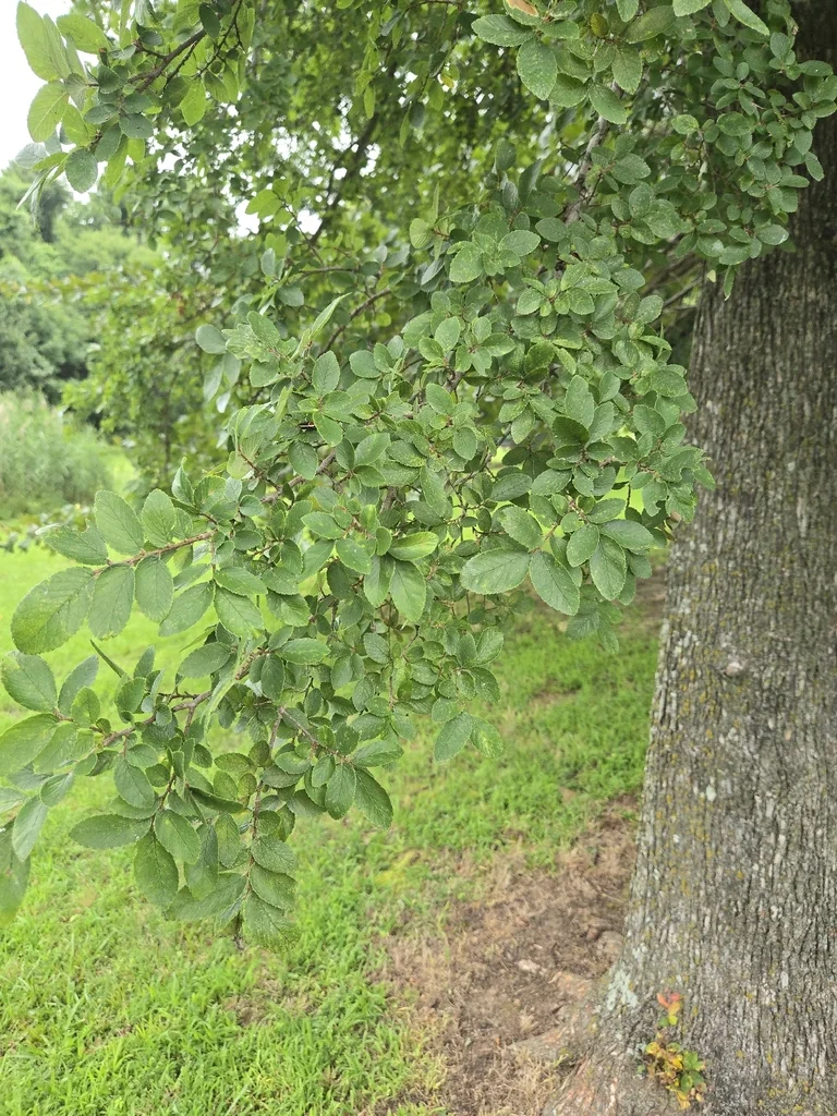 Ulmus Crassifolia