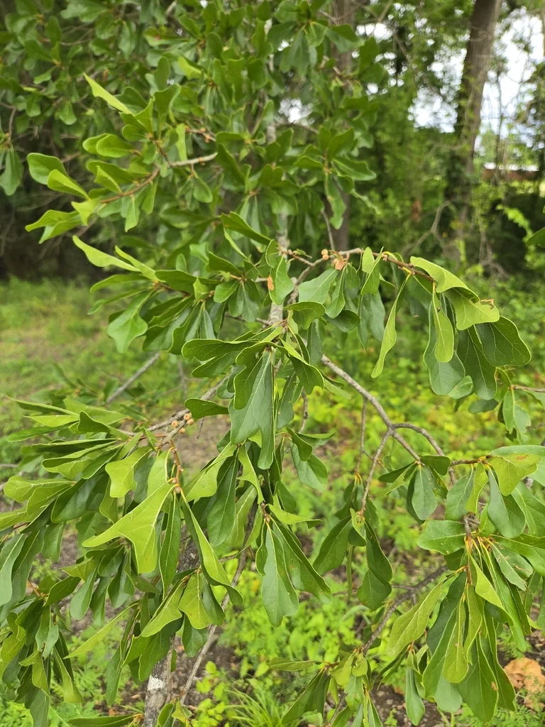 Quercus Nigra