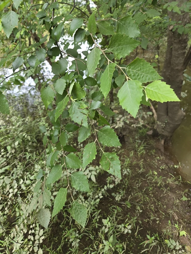 Betula Nigra