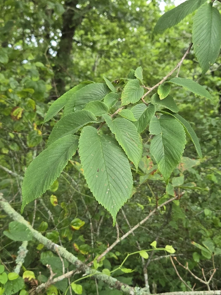 Ulmus Rubra