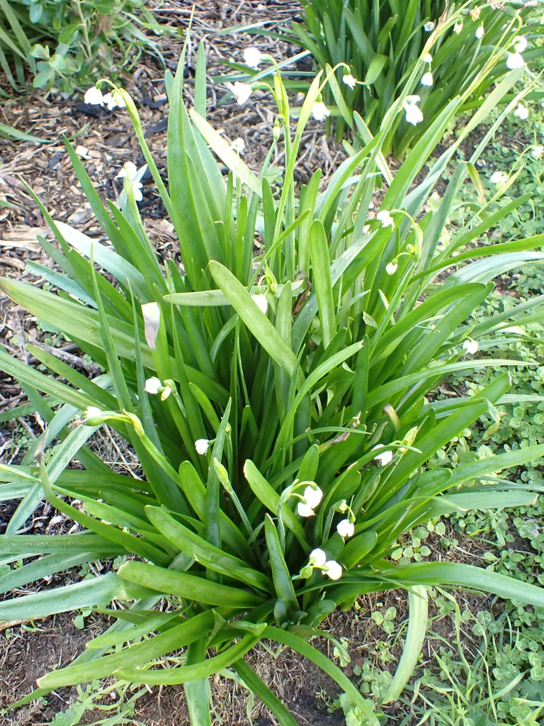 Leucojum Aestivum
