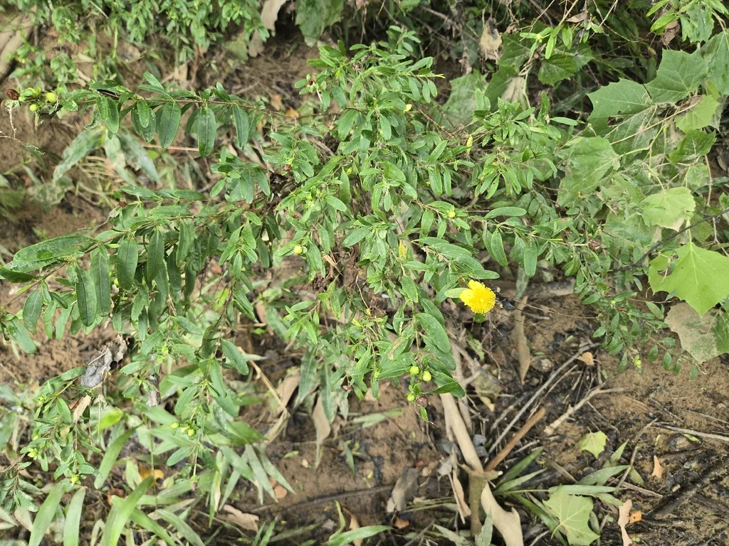 Hypericum Prolificum