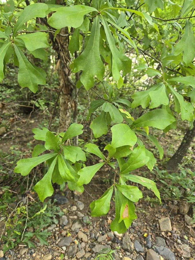 Quercus Nigra