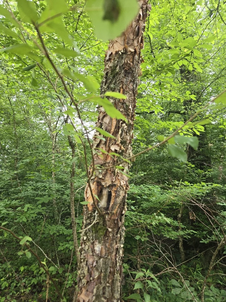 Betula Nigra