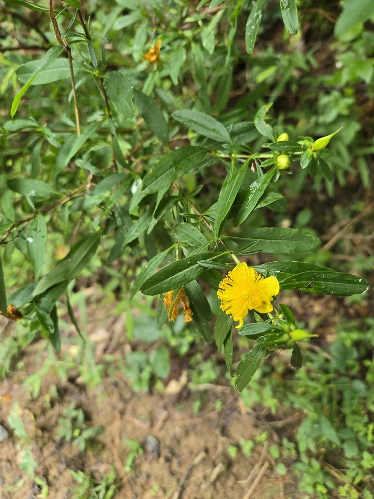 Hypericum Prolificum