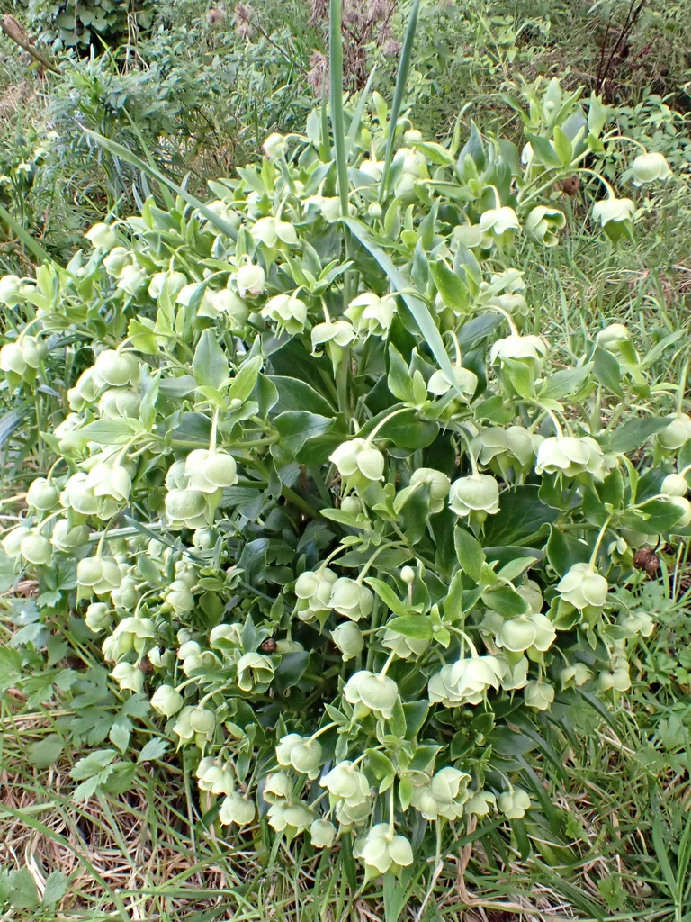 Helleborus Foetidus