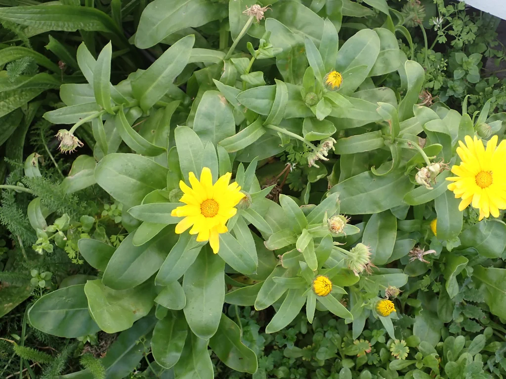 Calendula Officinalis