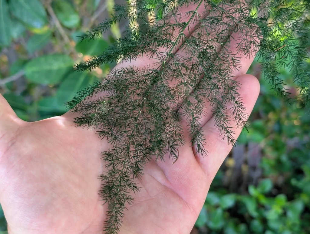 Asparagus Setaceus