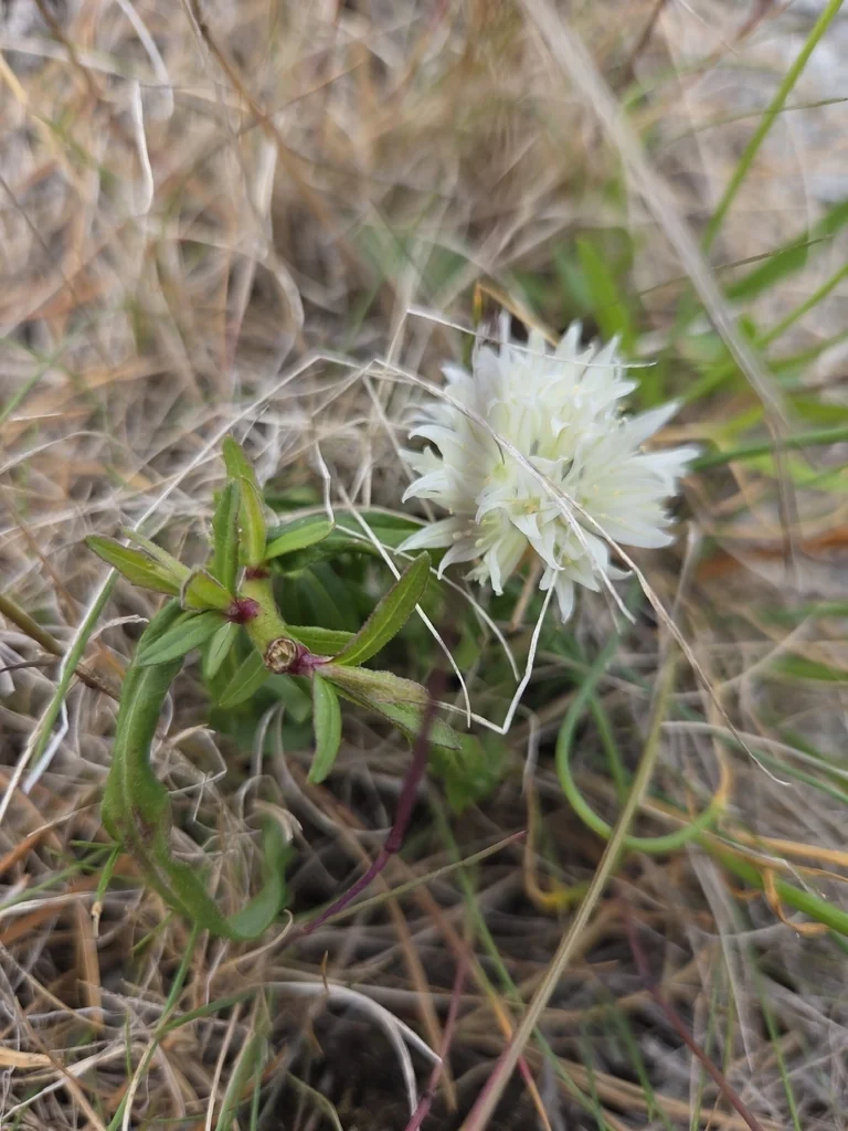 Allium Schoenoprasum