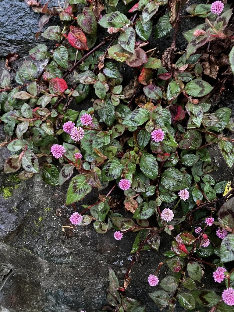 Persicaria Capitata