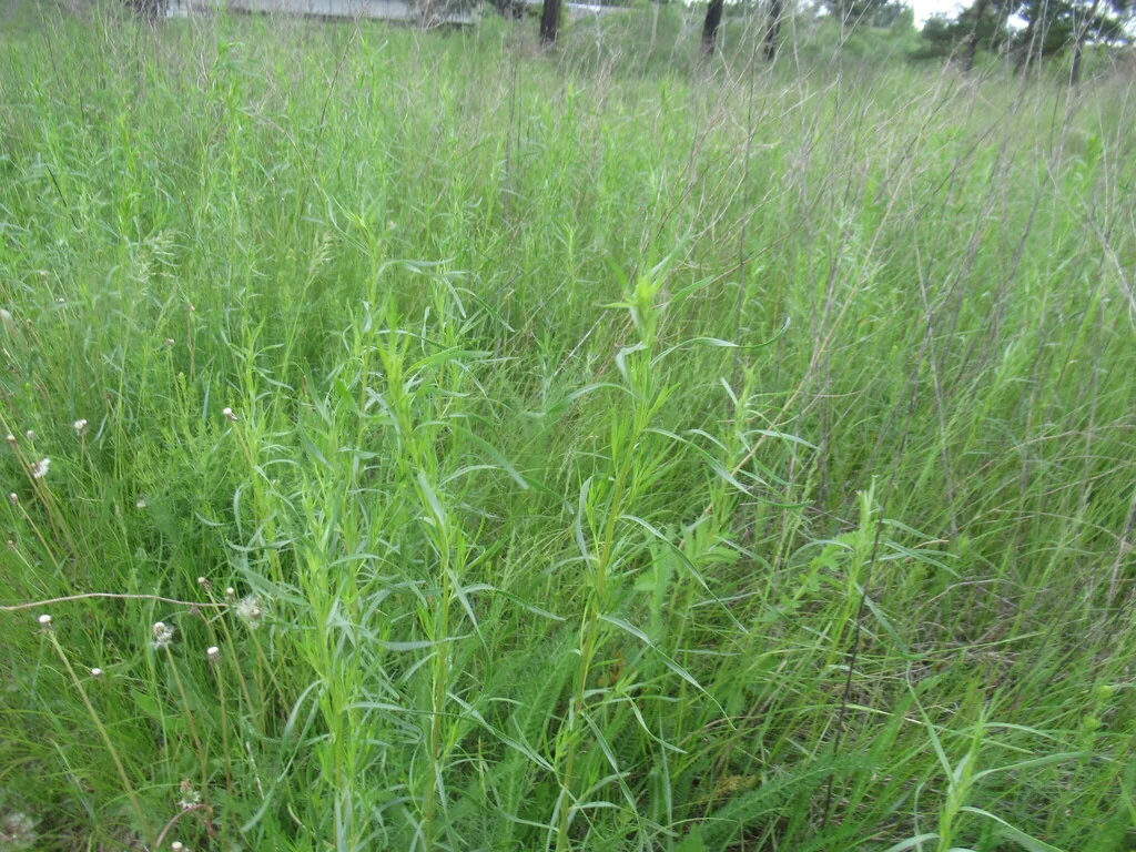 Artemisia Dracunculus