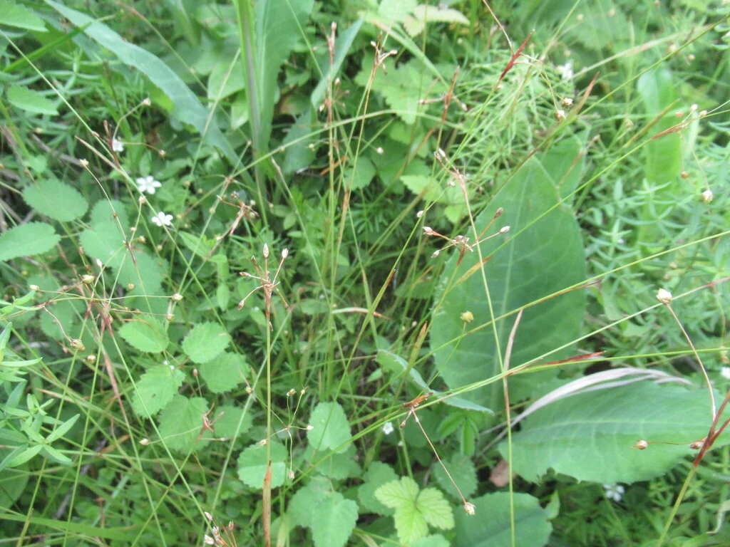 Luzula Pilosa