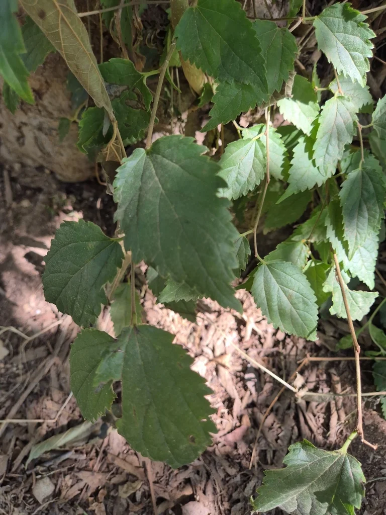 Celtis Australis