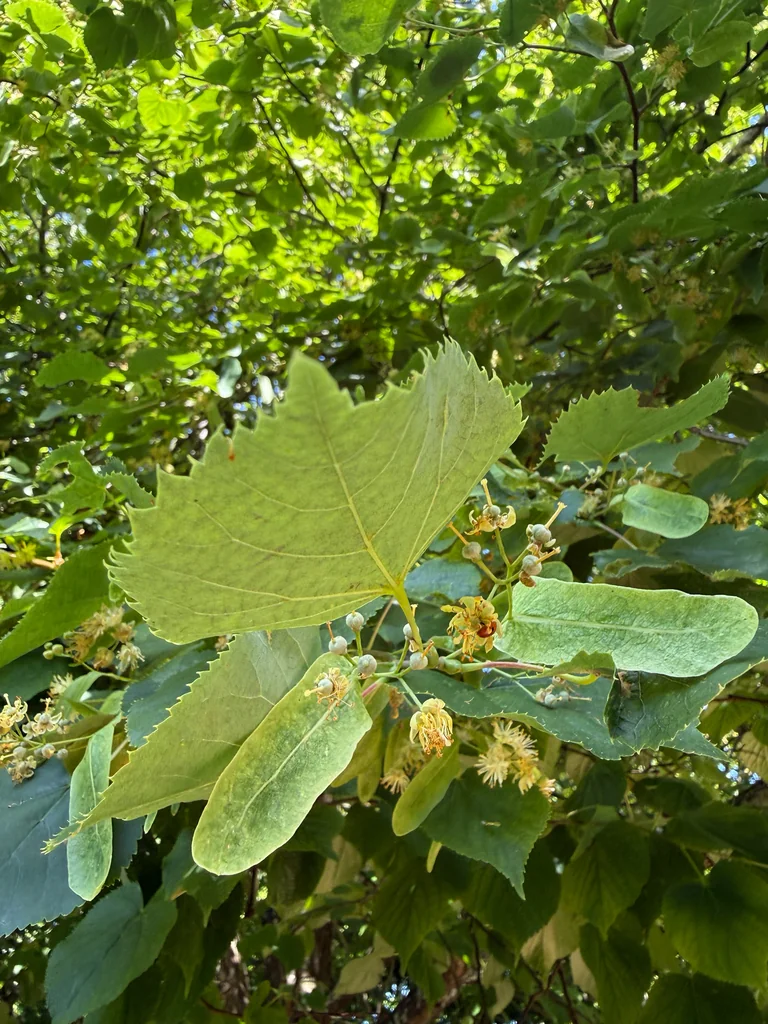 Tilia Tomentosa