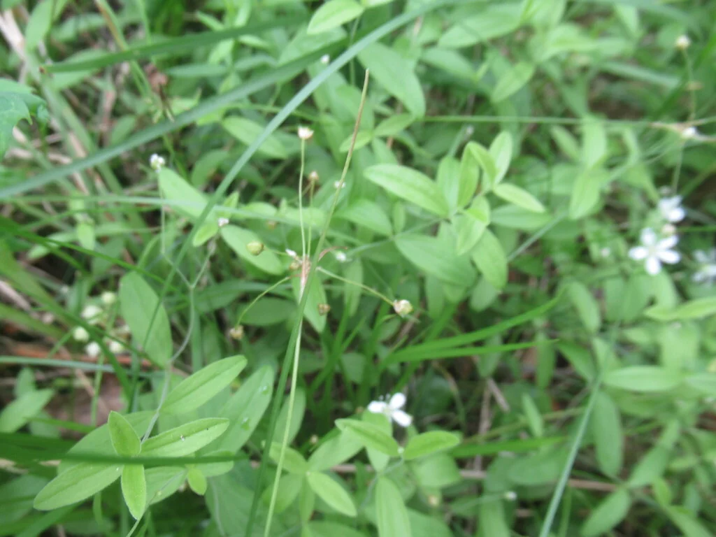 Luzula Pilosa