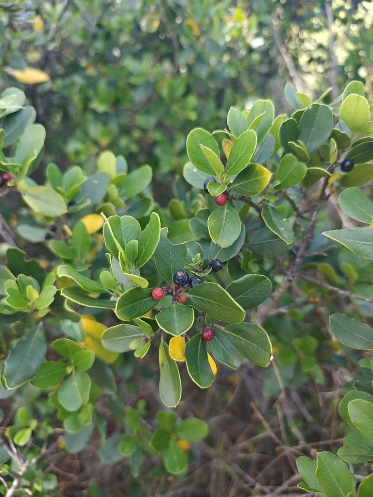 Rhamnus Alaternus