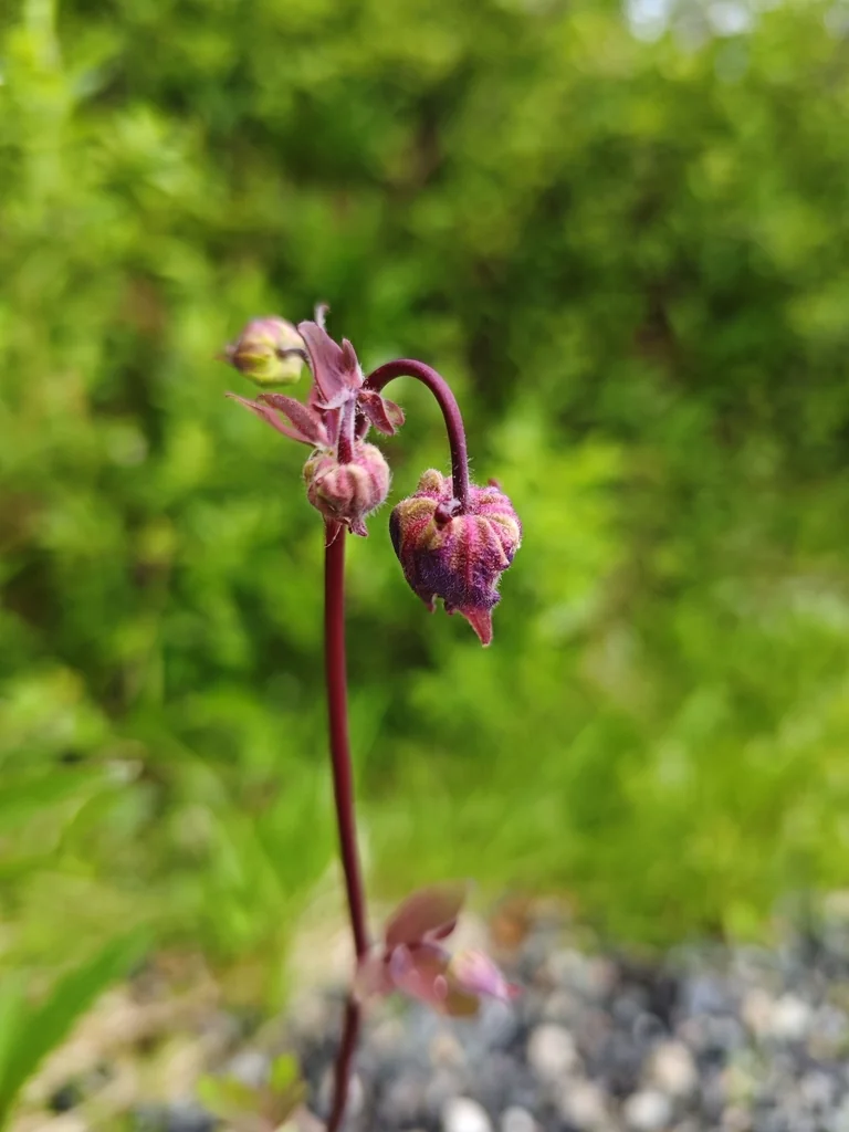 Aquilegia Vulgaris