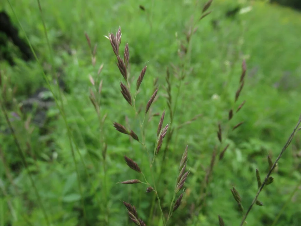 Festuca Rubra