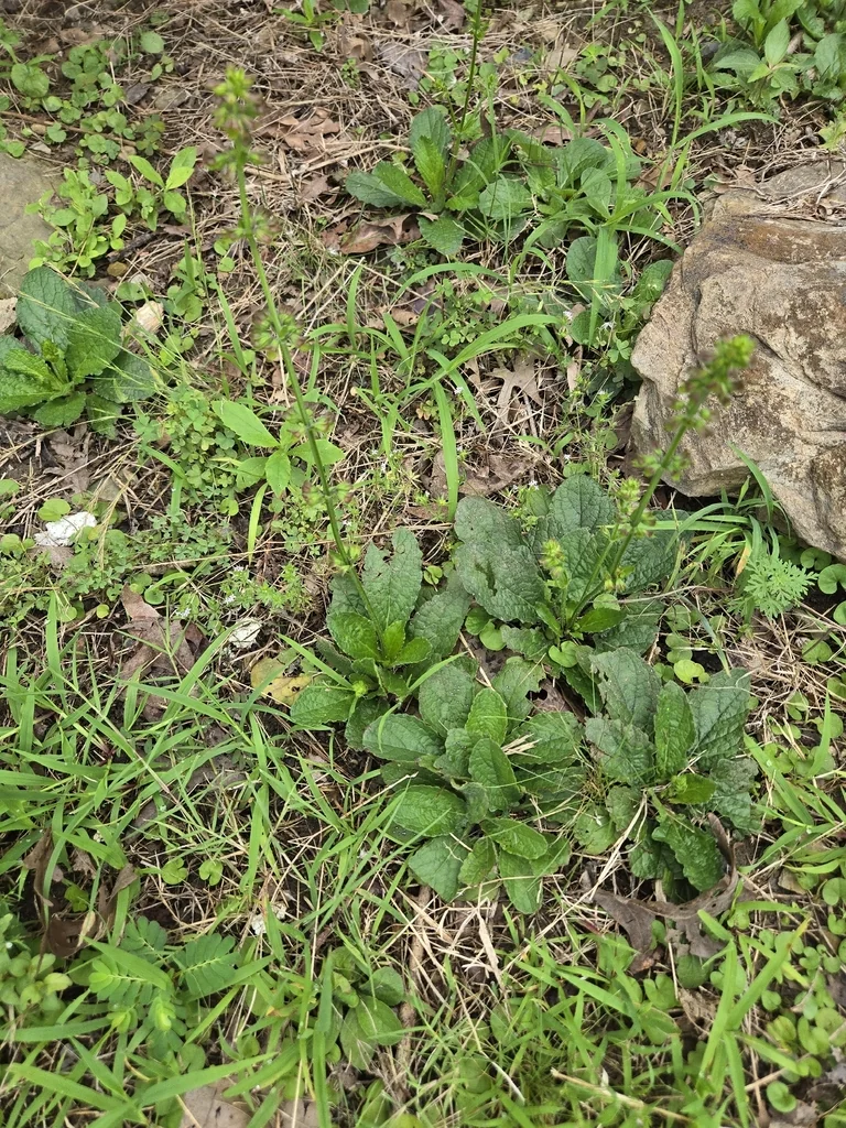 Salvia Lyrata