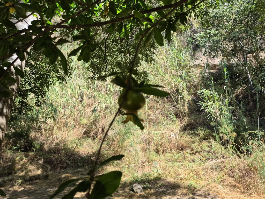 Punica granatum