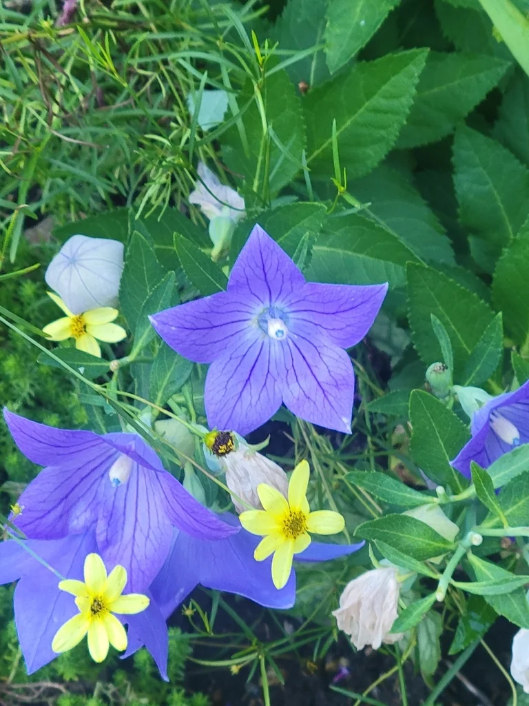 Platycodon Grandiflorus